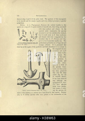 Eine Abhandlung über die paläozoischen netzförmig Schwämme bilden die Familie Dictyospongidae (Seite 194) BHL171 Stockfoto