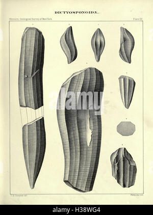 Eine Abhandlung über die paläozoischen netzförmig Schwämme bilden die Familie Dictyospongidae (Seite 279) BHL171 Stockfoto