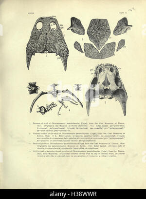 Die Kohle Maßnahmen Amphibia of North America (Seite 143) BHL229 Stockfoto