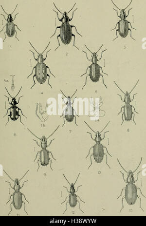 Dieser beschreibende Bericht aus den "Coleoptera der Britischen Inseln" enthält eine detaillierte Klassifizierung der Käferfamilien, Gattungen und Arten, die in Großbritannien und Irland vorkommen, einschließlich Informationen zu Lebensräumen und Orten. Stockfoto