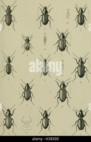 Diese beschreibende Darstellung beschreibt die Käfer Großbritanniens und Irlands, einschließlich ihrer Familien, Gattungen, Arten, Lebensräume, und Verteilung über die Inseln. Stockfoto