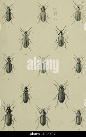 Eine beschreibende Darstellung der Coleoptera-Arten in Großbritannien und Irland mit Schwerpunkt auf Familien, Gattungen und Arten-Habitate, wie sie in der Veröffentlichung von 1887 zu sehen sind. Stockfoto