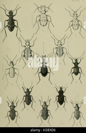 Diese beschreibende Arbeit beschreibt die in Großbritannien und Irland heimischen Käfer (Coleoptera). Sie kategorisiert Käferfamilien, Gattungen und Arten und bietet Einblicke in ihre Lebensräume, Standorte und ökologischen Rollen. Stockfoto