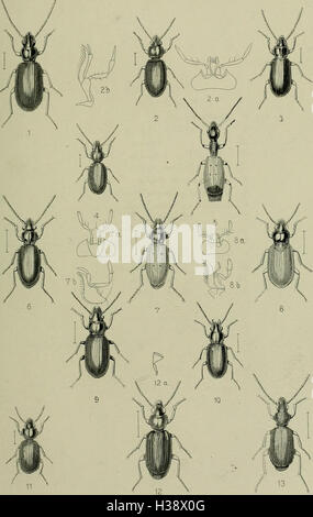 Diese beschreibende Darstellung untersucht die in Großbritannien und Irland heimischen Käferfamilien, Gattungen und Arten und beschreibt ihre Lebensräume und ihre Verteilung. Es dient als umfassender Leitfaden für britische Käfer und ihre ökologische Rolle. Stockfoto
