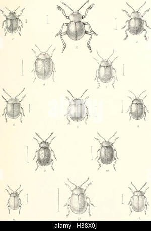 Diese Seite von „die Coleoptera der Britischen Inseln“ bietet eine beschreibende Darstellung der in Großbritannien und Irland vorkommenden Käfer-Arten, einschließlich ihrer Familien, Gattungen und lokalen Lebensräume. Stockfoto
