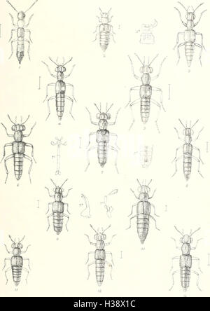 Diese detaillierte Studie deckt Familien, Gattungen und Arten von Käfern (Coleoptera) ab, die in Großbritannien und Irland vorkommen. Sie enthält eine beschreibende Darstellung ihrer Lebensräume, Orte und ökologischen Merkmale, die zu entomologischen Studien in der Region beitragen. Stockfoto