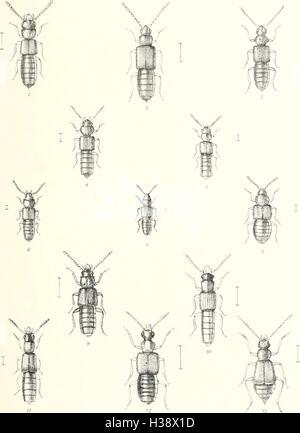 Diese Arbeit liefert eine detaillierte Beschreibung der in Großbritannien und Irland heimischen Käferarten und hebt deren Lebensräume, Orte und Klassifizierung hervor. Stockfoto