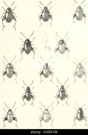 Dieser Text gibt eine beschreibende Darstellung der Käferfamilien, Gattungen und Arten in Großbritannien und Irland und bietet Einblicke in ihre Lokalitäten, Lebensräume und ökologischen Rollen in der Umwelt. Stockfoto