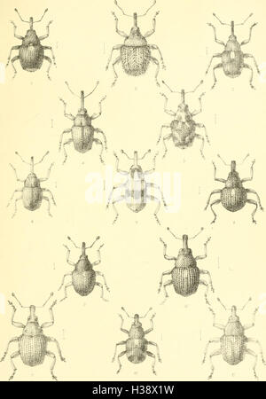 Dieser Text enthält eine ausführliche Beschreibung der in Großbritannien und Irland vorkommenden Käfer-Arten (Coleoptera), wobei der Schwerpunkt auf ihrer Klassifizierung, ihren Lebensräumen und ihrer Verbreitung liegt. Stockfoto