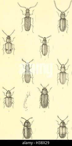 Diese beschreibende Darstellung umfasst Familien, Gattungen und Arten von Käfern, die in Großbritannien und Irland heimisch sind, einschließlich detaillierter Angaben zu ihren Lebensräumen und Orten. Stockfoto