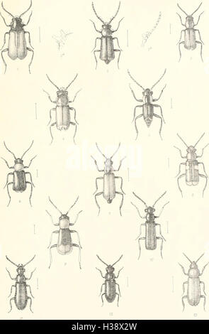 Diese beschreibende Darstellung liefert detaillierte Informationen über die in Großbritannien und Irland vorkommenden Käferarten, einschließlich ihrer Familien, Gattungen, Lebensräume und Verbreitung. Stockfoto