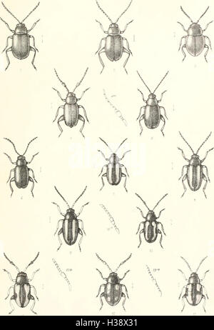 Diese beschreibende Arbeit behandelt die Käfer Großbritanniens und Irlands und beschreibt verschiedene Familien, Gattungen und Arten sowie ihre Orte und Lebensräume in der Region. Stockfoto