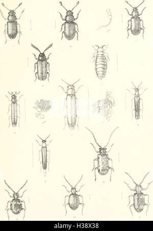 Diese beschreibende Darstellung deckt die Familien, Gattungen und Arten von Coleoptera ab, die in Großbritannien und Irland heimisch sind, und bietet Einblicke in ihre Verteilung und Habitatpräferenzen. Stockfoto