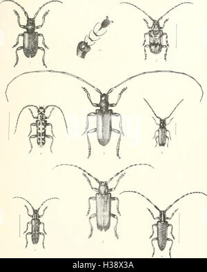 Diese Seite bietet eine beschreibende Darstellung der Coleoptera-Arten in Großbritannien und Irland mit Schwerpunkt auf ihren Familien, Gattungen, Arten und Lebensräumen. Stockfoto