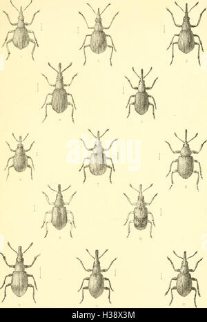 Diese Arbeit liefert eine detaillierte Beschreibung der auf den Britischen Inseln gefundenen Coleoptera-Käfer und deckt die Identifizierung, Lebensräume und Verteilung der Arten ab. Stockfoto