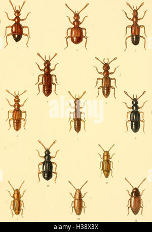 Diese Seite enthält eine detaillierte Beschreibung der in Großbritannien und Irland gefundenen Käferarten, einschließlich ihrer Familien, Gattungen und Lebensräume. Stockfoto