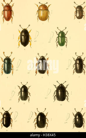 Diese Seite bietet eine detaillierte Beschreibung der in Großbritannien und Irland heimischen Coleoptera-Arten. Es umfasst verschiedene Familien, Gattungen und Arten mit Informationen über ihre Lebensräume und Orte. Stockfoto