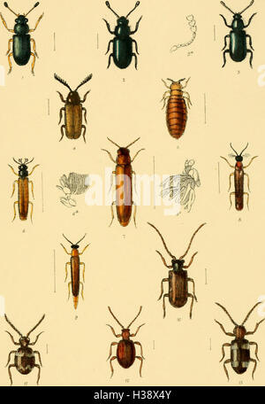 Diese beschreibende Arbeit behandelt die in Großbritannien und Irland gefundenen Käferarten und beschreibt ihre Familien, Gattungen und Arten sowie Informationen über ihre Lebensräume und ihre Verteilung auf den Inseln. Stockfoto