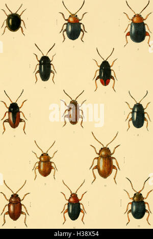 Diese Arbeit enthält eine detaillierte Beschreibung der in Großbritannien und Irland vorkommenden Käferarten, einschließlich ihrer Klassifizierung, Lebensräume und Verteilung in verschiedenen Regionen. Stockfoto