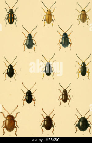 Dieser Text enthält eine beschreibende Darstellung der in Großbritannien und Irland gefundenen Coleoptera (Käfer), die Familien, Gattungen und Arten, die in der Region beheimatet sind, sowie Informationen über ihre Lebensräume und ihre Verteilung. Stockfoto