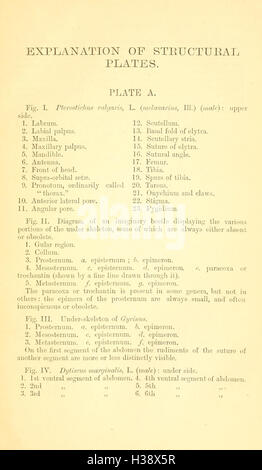 Diese Arbeit bietet eine detaillierte Beschreibung und Klassifizierung von Coleoptera-Arten, die auf den Britischen Inseln gefunden werden, mit Illustrationen und umfassenden Studien ihrer Merkmale. Stockfoto