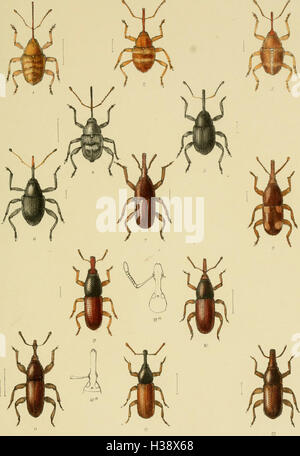 Diese Arbeit liefert eine beschreibende Darstellung der Coleoptera-Arten in Großbritannien und Irland und beschreibt Familien, Gattungen und Lebensräume einheimischer Käfer. Stockfoto