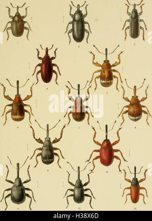 Diese Arbeit liefert eine aktualisierte Beschreibung der Käfer-Arten in Großbritannien und Irland, wobei die Lokalitäten und ökologischen Aspekte der Familien und Gattungen der Coleoptera hervorgehoben werden. Stockfoto