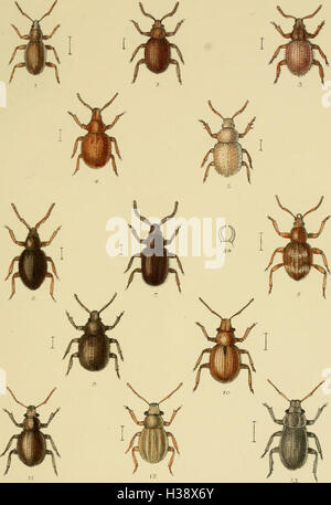 Diese Publikation bietet eine detaillierte Beschreibung der Käferfamilien, -Gattungen und -Arten in Großbritannien und Irland, einschließlich ihrer Lebensräume und geografischen Verteilung. Stockfoto