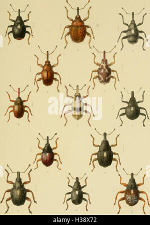 Eine detaillierte Beschreibung der in Großbritannien und Irland vorkommenden Käferarten, einschließlich ihrer Familien, Gattungen und Lebensräume. Stockfoto