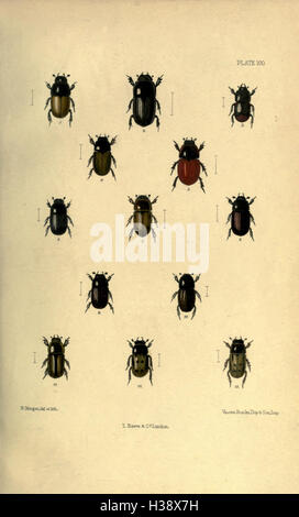 Eine detaillierte Darstellung der auf den Britischen Inseln gefundenen Käfer-Arten, die Identifizierung, Verbreitung und ökologische Rollen abdecken. Stockfoto