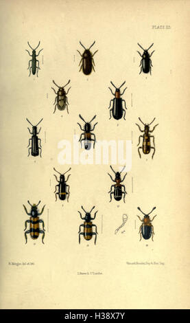 Eine umfassende Studie über die auf den Britischen Inseln gefundenen Käfer-Arten mit detaillierten Beschreibungen und Klassifizierungen der verschiedenen in der Region heimischen Coleoptera-Arten. Stockfoto