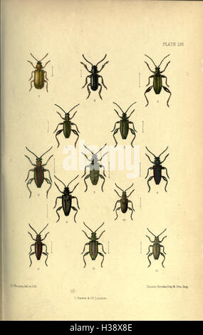 Dieses Buch konzentriert sich auf die Identifizierung, Klassifizierung und Verteilung von Coleoptera-Arten, die auf den Britischen Inseln gefunden werden, und bietet detaillierte Beschreibungen verschiedener Käfer-Arten. Stockfoto