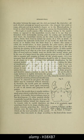 Diese Arbeit bietet eine umfassende Beschreibung der auf den Britischen Inseln vorkommenden Käferarten, einschließlich ihrer Gewohnheiten, Lebensräume und Klassifizierungen, wie in BHL332 beschrieben. Stockfoto