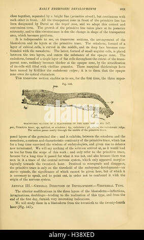 „Die vergleichende Anatomie der domestizierten Tiere“ bietet einen umfassenden Vergleich der Anatomie verschiedener domestizierter Tiere mit Schwerpunkt auf deren Skelett- und Muskelstrukturen. Auf Seite 1011 werden spezifische anatomische Variationen behandelt. Stockfoto