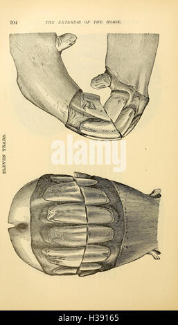 In diesem Text werden die äußeren Merkmale von Pferden erläutert und ihre physischen Eigenschaften wie Körperstruktur, Fell und Gliedmaßen detailliert beschrieben. Seite 704 enthält Abbildungen, die sich auf die anatomischen Punkte konzentrieren, die für die Beurteilung des Pferdes wichtig sind. Stockfoto