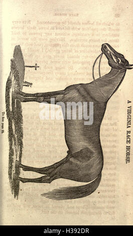 Dieses Handbuch bietet eine Anleitung zur Pferdepflege mit Schwerpunkt auf der Hufhaltung und behandelt die wesentlichen Aspekte der Schuh- und Hufpflege. Es bietet praktische Ratschläge für Pferdebesitzer und Hühner bei der Erhaltung gesunder Hufe. Stockfoto