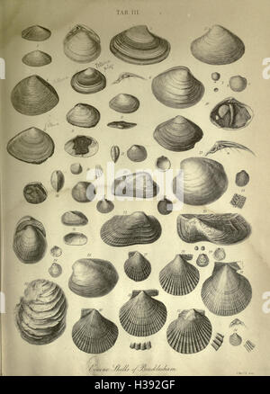 Die Geologie und Fossilien aus dem Tertiär und Kreidezeit Formationen der Sussex BHL232 Stockfoto