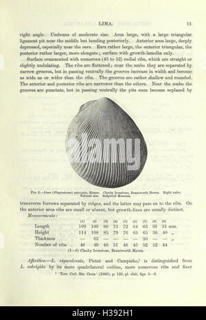 Eine Monographie der Kreidezeit Lamellibranchia von England (Seite 11)-BHL207 Stockfoto