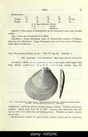 Eine Monographie der Kreidezeit Lamellibranchia von England (Seite 15)-BHL207 Stockfoto