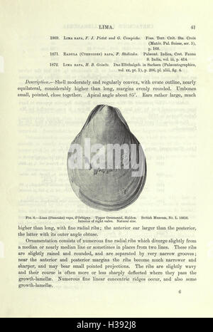 Eine Monographie der Kreidezeit Lamellibranchia von England (Seite 41) BHL207 Stockfoto