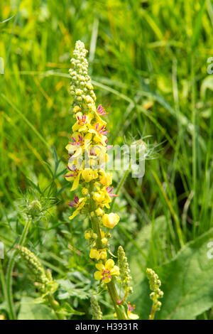 Dunkle Königskerze, Verbascum nigrum Stockfoto