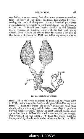 Die illustrierte Australasian Biene manuelle und vollständige Anleitung zur modernen Biene Kultur in der südlichen Hemisphäre BHL385 Stockfoto