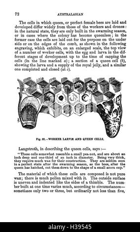 Die illustrierte Australasian Biene manuelle und vollständige Anleitung zur modernen Biene Kultur in der südlichen Hemisphäre BHL385 Stockfoto