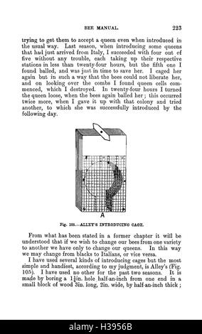Die illustrierte Australasian Biene manuelle und vollständige Anleitung zur modernen Biene Kultur in der südlichen Hemisphäre BHL385 Stockfoto