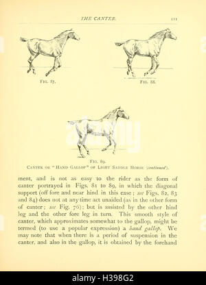 In diesem Text werden die verschiedenen anatomischen und Verhaltensmerkmale von Pferden erörtert, wobei ihre physischen Eigenschaften und Eigenschaften, die bei der Untersuchung der Gesundheit und Leistung von Pferden verwendet werden, betont werden. Stockfoto
