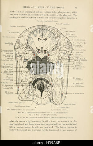 In diesem Abschnitt wird die Anatomie von Kopf und Hals des Pferdes näher erläutert und die wichtigsten Strukturen in Bezug auf Pferdepflege, Leistung und Gesundheit erläutert. Stockfoto