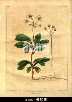 Pflanzlichen Materia Medica der Vereinigten Staaten oder medizinische Botanik (Tabelle 1) BHL47 Stockfoto