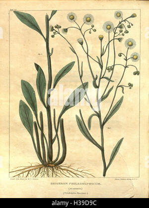 Pflanzlichen Materia Medica der Vereinigten Staaten oder medizinische Botanik (Tabelle 20) BHL47 Stockfoto