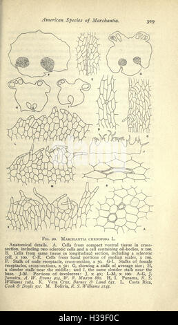 Einen Überblick über alten peruanischen Kunst (Seite 309) BHL242 Stockfoto