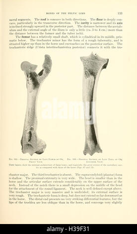 Ein Lehrbuch der Veterinär-Anatomie (Seite 133) BHL185 Stockfoto